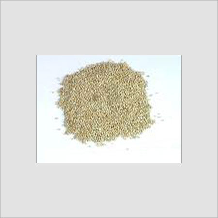 Indian Origin Millet (Bajra)