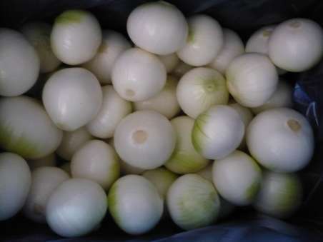 Natural Fresh White Onion