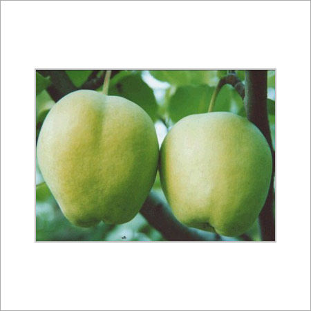 Green A Grade Fresh Natural Pear