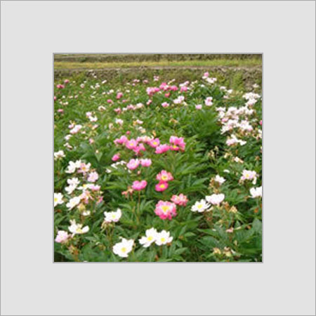 White Peony Root Extract  Grade: A