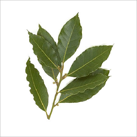 BAY LEAF