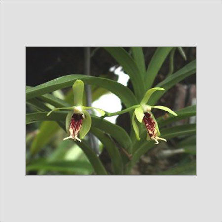Miniature Orchid Flower Vanda 
