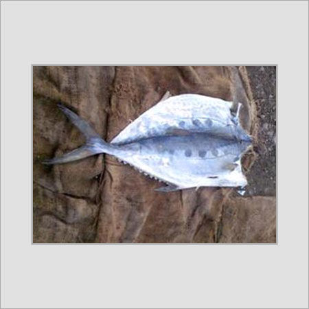 Dried Tuna Fish