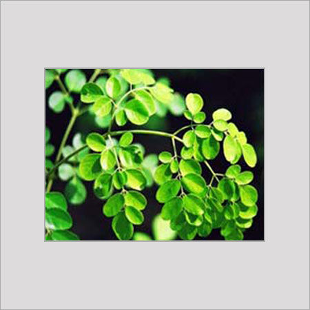 MORINGA LEAF