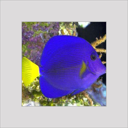 Marine Aquarium Fish - Colorful And Lively Variety | Extreme Care From Resource To Delivery