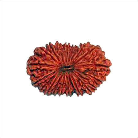 21 Mukhi Rudraksh  Size: Various Sizes Are Available