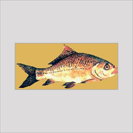 Catla Fish