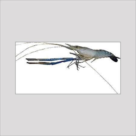 FRESH WATER PRAWN