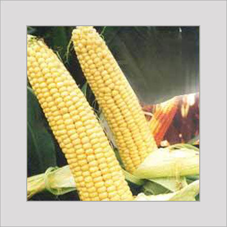 Corn