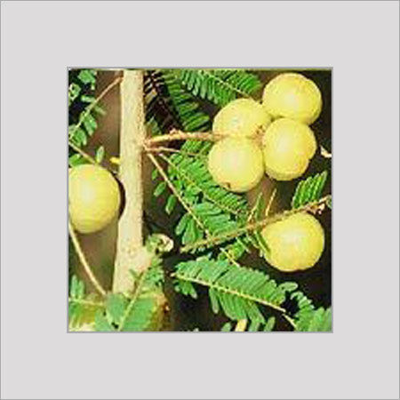 Amla