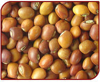 High Grade Toor Whole Bean