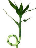 Lucky Bamboo