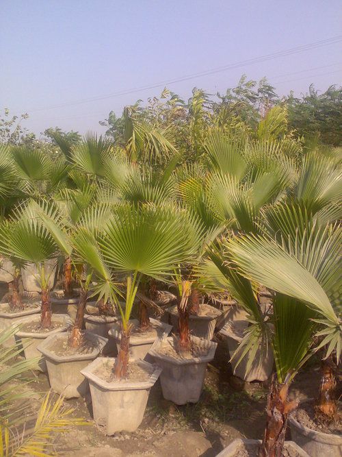 WASHINGTONIA FILIFERA