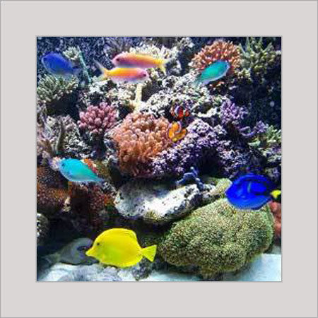 Good Quality Perfect Finishing Marine Aquariums Tank