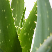 Pure Aloe Vera