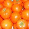 Ball High Grade Fresh Tomato