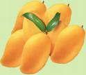 Yellow Natural Fresh Quality Mangoes