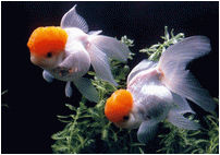 Red-Cap Oranda Fish