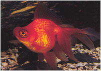 Moor Red Aquarium Fish