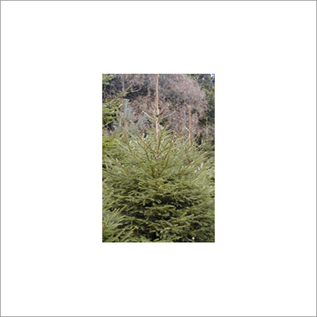 Plant Norway Spruce Christmas Tree