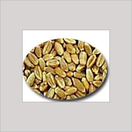 Wheat Seeds