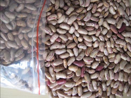 Pure Natural Kidney Beans Origin: China