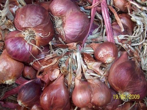 Fresh Crop Onion