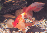 Bubble Eye Ornamental Goldfish