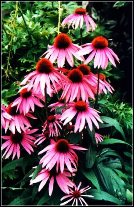 Echinacea Herb Extract