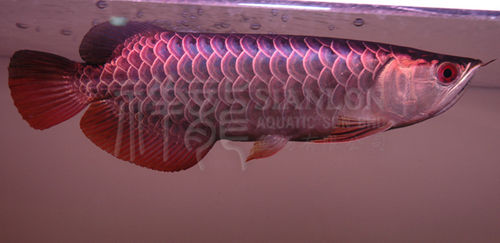 Live Asian Arowana Aquarium Fish