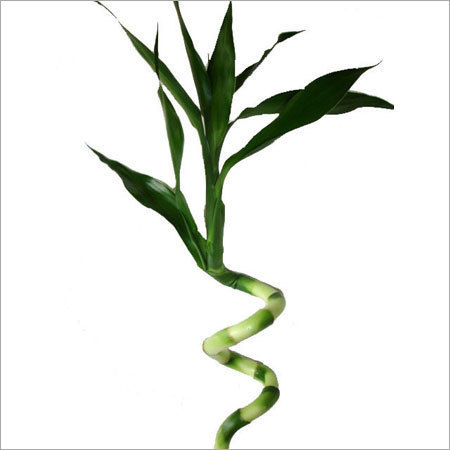 Green 120Cm Spiral Lucky Bamboo Plant