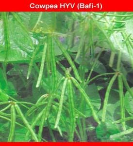 Cowpea HYV Bafi 1 Seeds