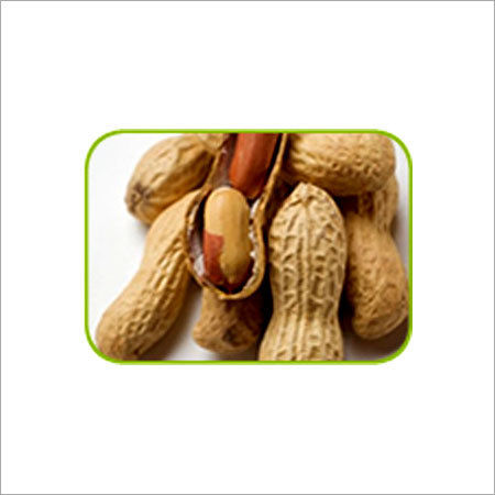 Groundnut