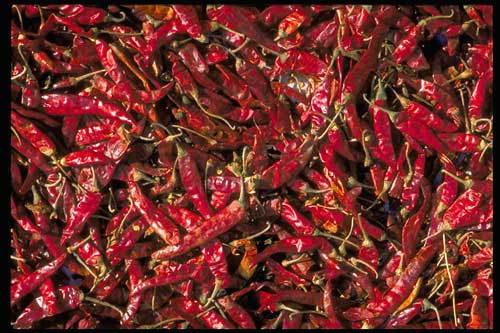 RED CHILLIES