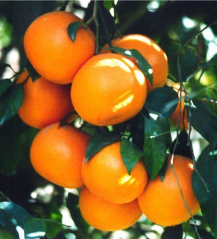 Oranges