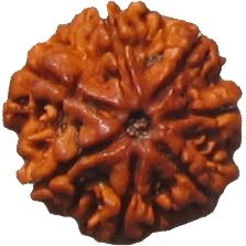 Seven Faced Rudraksha Bead