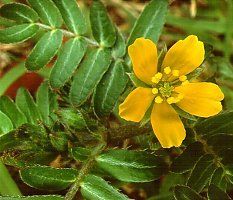 Tribulus Terrestris