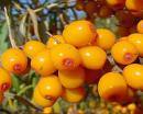 Wild Seabuckthorn Extract