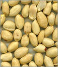 Groundnut