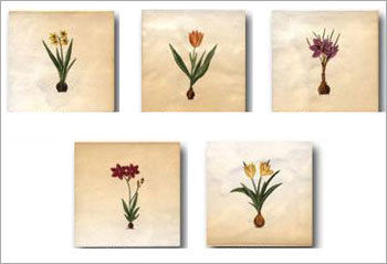 Printed Square Wall Tiles Size: Standard