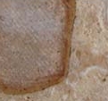 Venado Limestone Slab