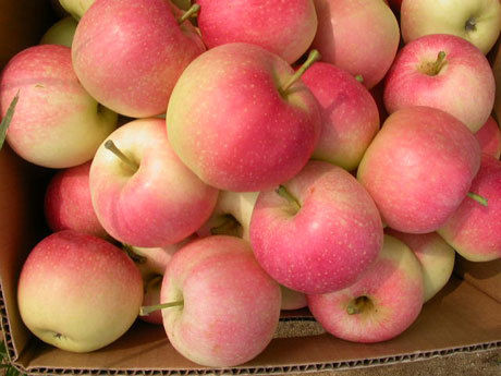 Fresh Quality Gala Apple Origin: China