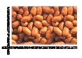 Bold Groundnut Kernels