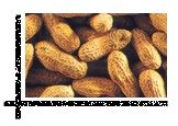 Inshell Groundnut Kernels