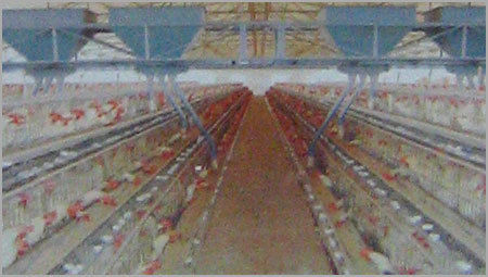 Automatic Feeding Systems