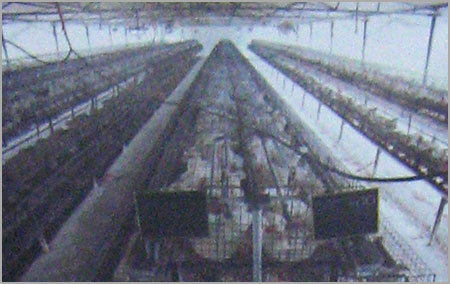 Chick Battery cages for Layers & Breeders