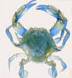 Crab- Blue Swimming