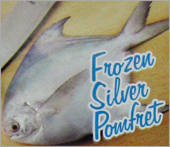 Frozen Silver Pomfret