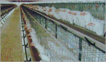 Grower Battery cages for Layers & Breeders