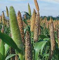 Normal Pure Natural Bajra (Millet)